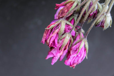 Close-up of pink flower