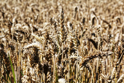 Close-up of stalks in field