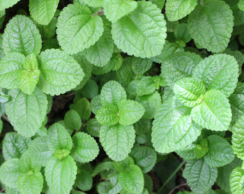 Full frame shot of fresh green leaves