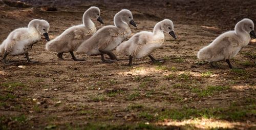 Flock of birds on field