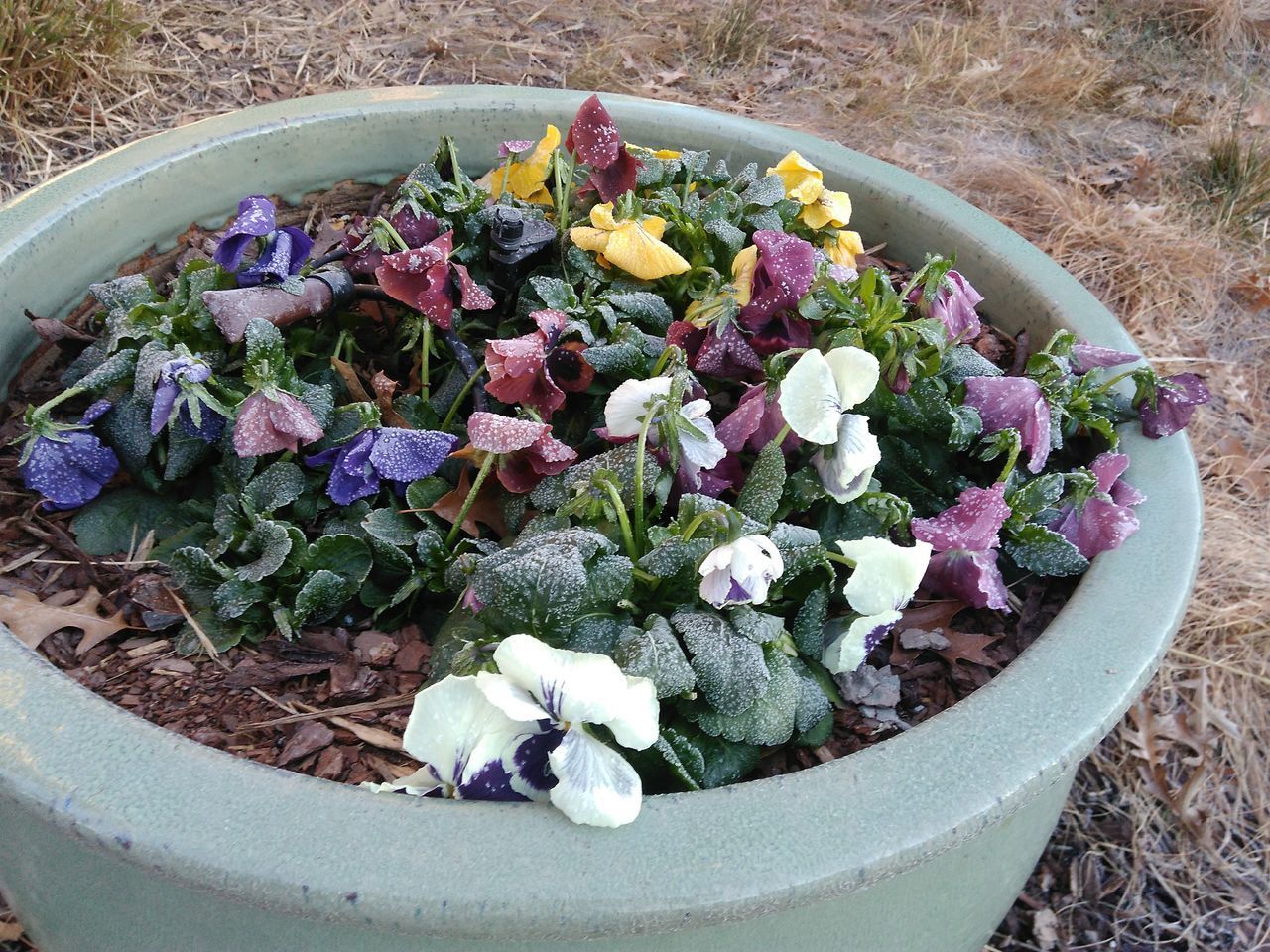 HIGH ANGLE VIEW OF POTTED PLANTS ON POT