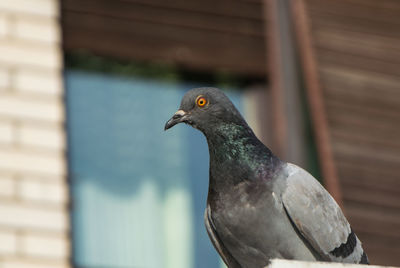 Close-up of pigeon against building