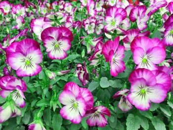 Full frame shot of pink flowers