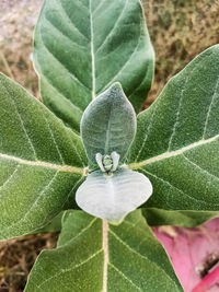 Close-up of green leaves on plant