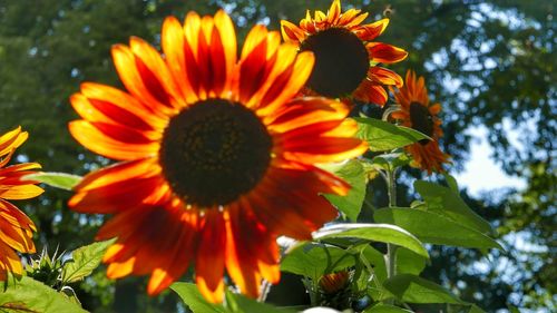 Close-up of sunflower