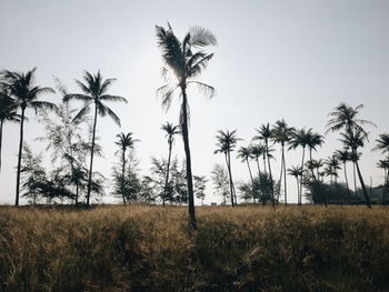 Palm trees on field against clear sky