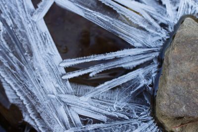 Close-up of frozen plant