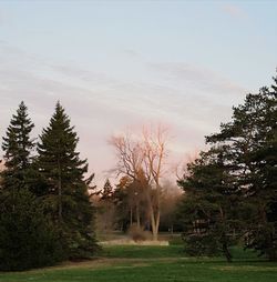 Trees on field against sky