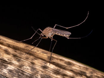 Close-up of grasshopper