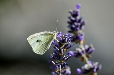 Close-up of butterfly pollinating on purple flower