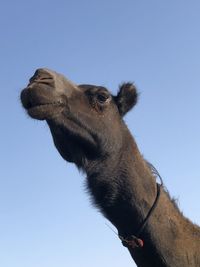 Low angle view of horse against clear sky