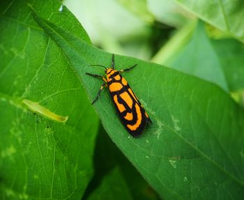 Close-up of butterfly on leaf