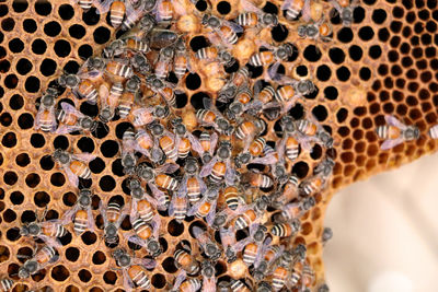 Close-up of bee on wood