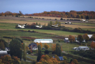 Airplane flying over field against sky