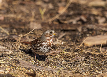 Close-up of bird on land