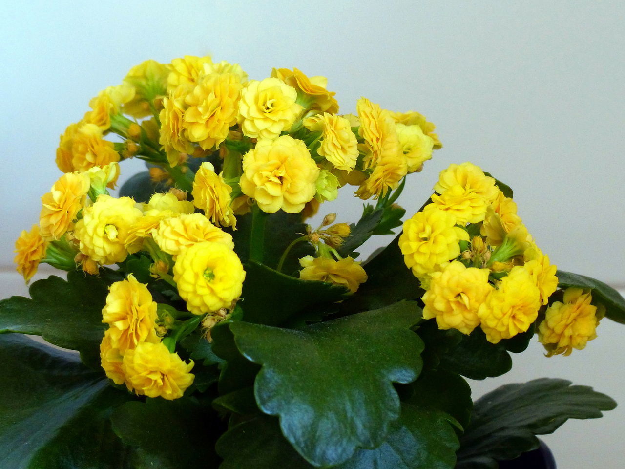 CLOSE-UP OF YELLOW FLOWERING PLANT AGAINST WHITE BACKGROUND