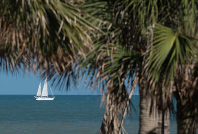 Sailboat sailing in sea