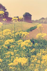 Yellow flowers growing on mountain