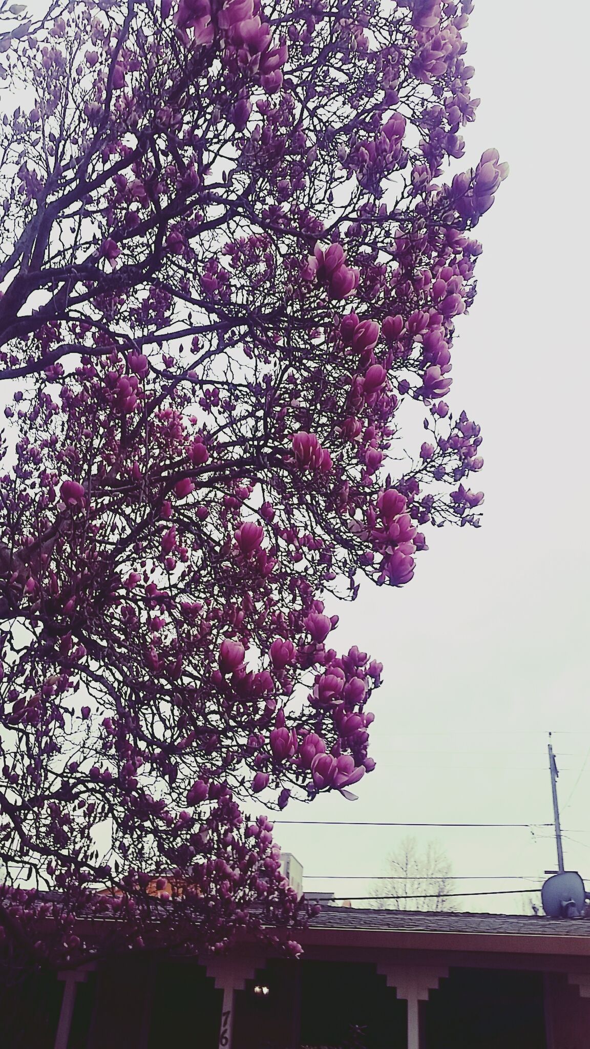 Pink leaves