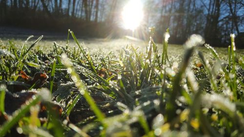 Close-up of plants growing on field