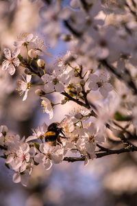 Close-up of cherry blossom tree