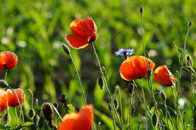 Close-up of red poppy flower