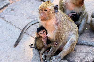 Monkeys sitting outdoors