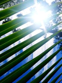 Low angle view of palm tree against sky