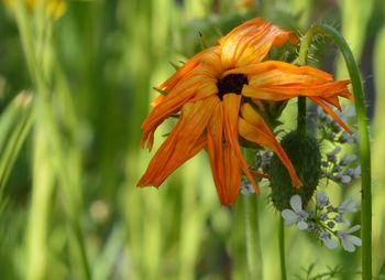 Close-up of orange flower