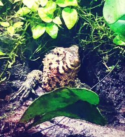 High angle view of frog on land