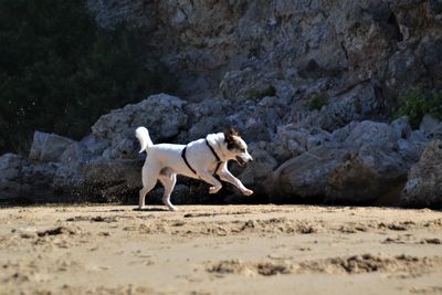 Side view of dog running on rock