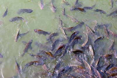 High angle view of fish swimming in sea