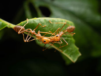 Close-up of insect on plant