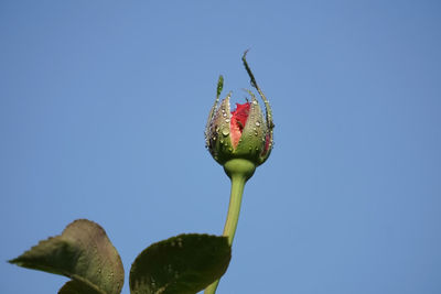 Close-up of red flower bud against blue sky
