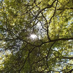 Low angle view of tree against sky