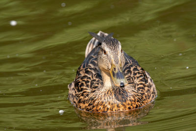 Close-up of a duck in lake