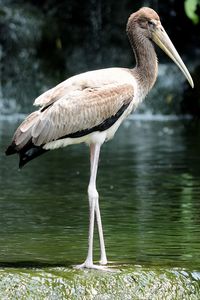 Bird in a lake