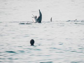 Ducks swimming in sea