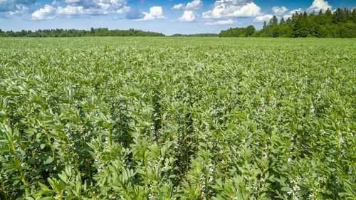 Scenic view of field against sky