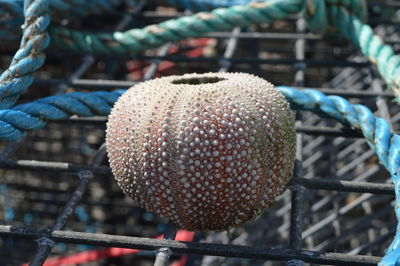 Close-up of strawberry growing on field