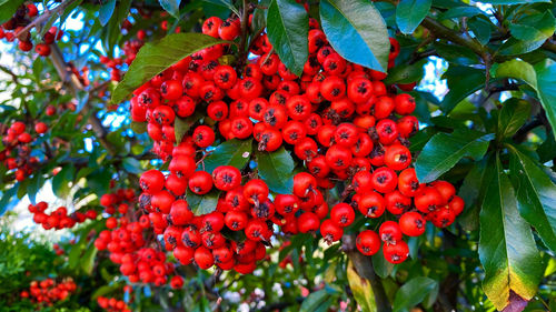 Low angle view of red berries on tree