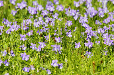 Close-up of purple flowering plants on field