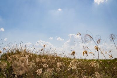 Plants growing on field against sky