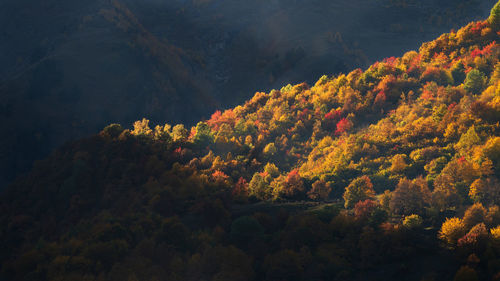 High angle view of trees in forest during autumn