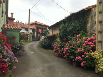 Flowering plants by road amidst buildings against sky