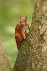 Squirrel on tree trunk