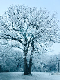 Bare tree on snow covered field