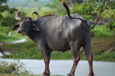 Horse standing in water