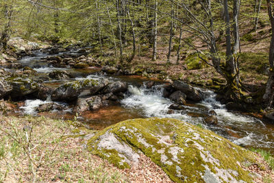 Stream flowing through rocks in forest