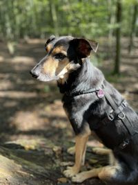 Dog looking away while sitting on land